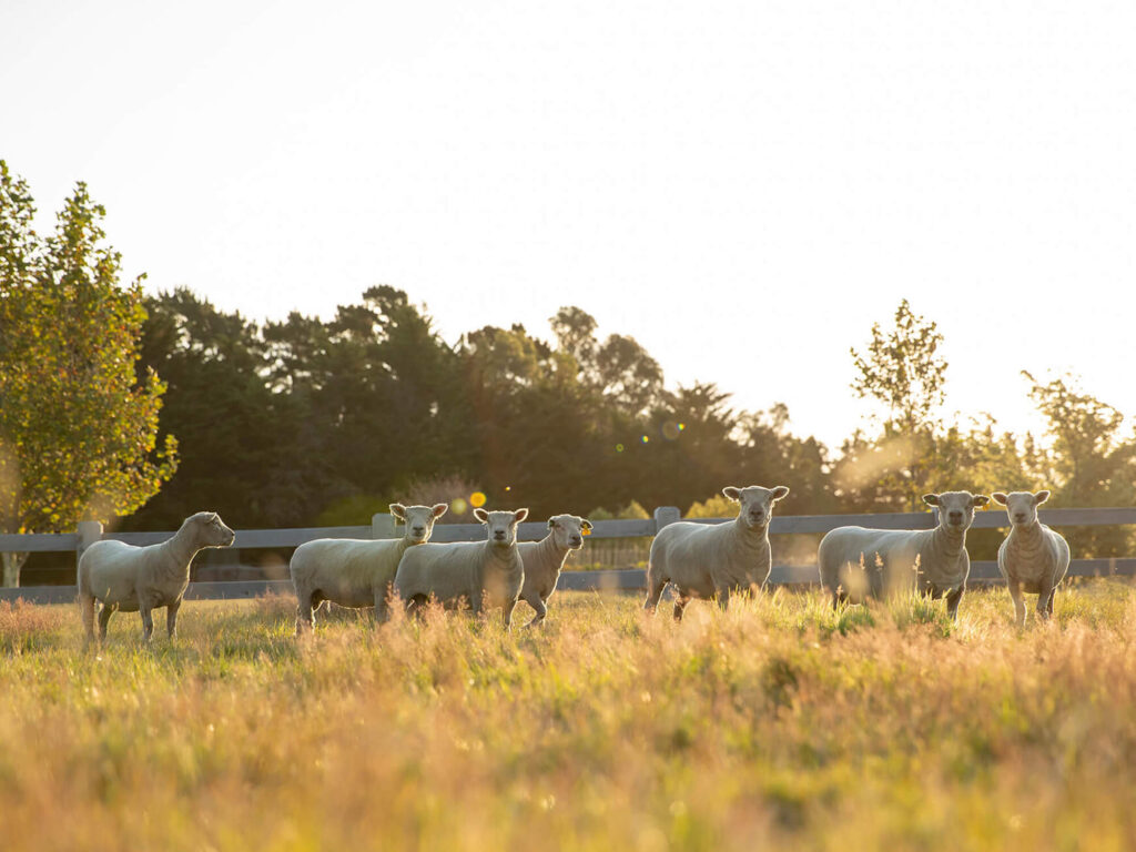 Babydoll Sheep
