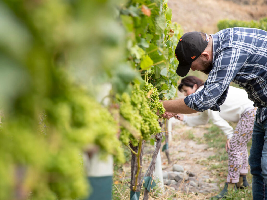 Winemaking