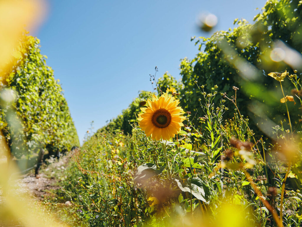 Cover Crops
