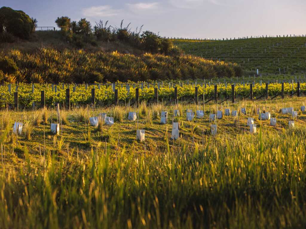 Native Planting