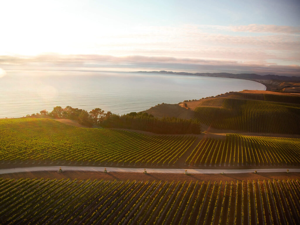 Seaview Vineyard
